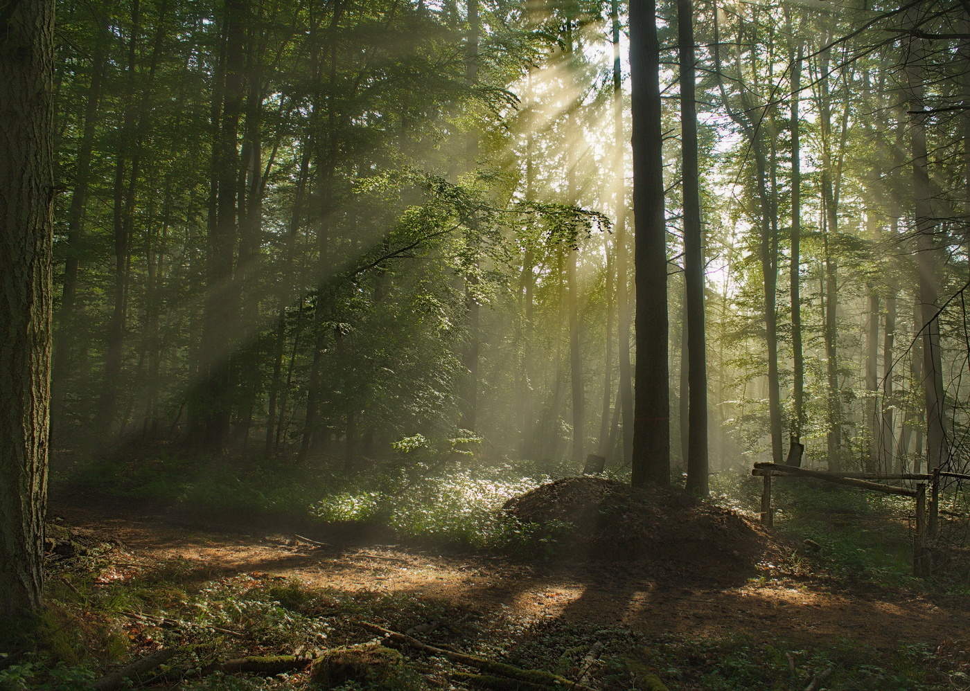 spring beams
