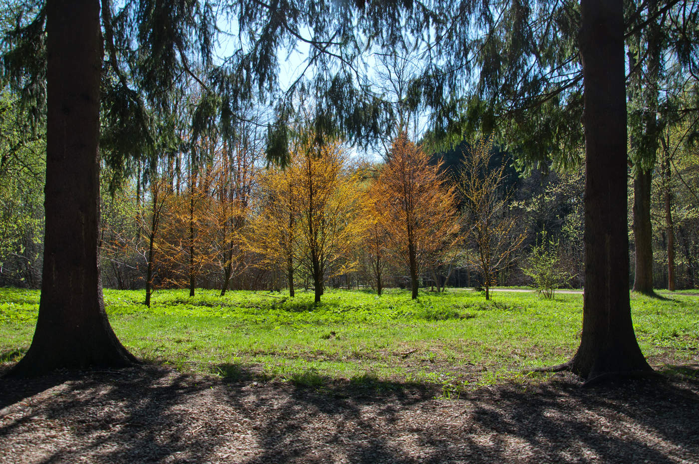 spring beams
