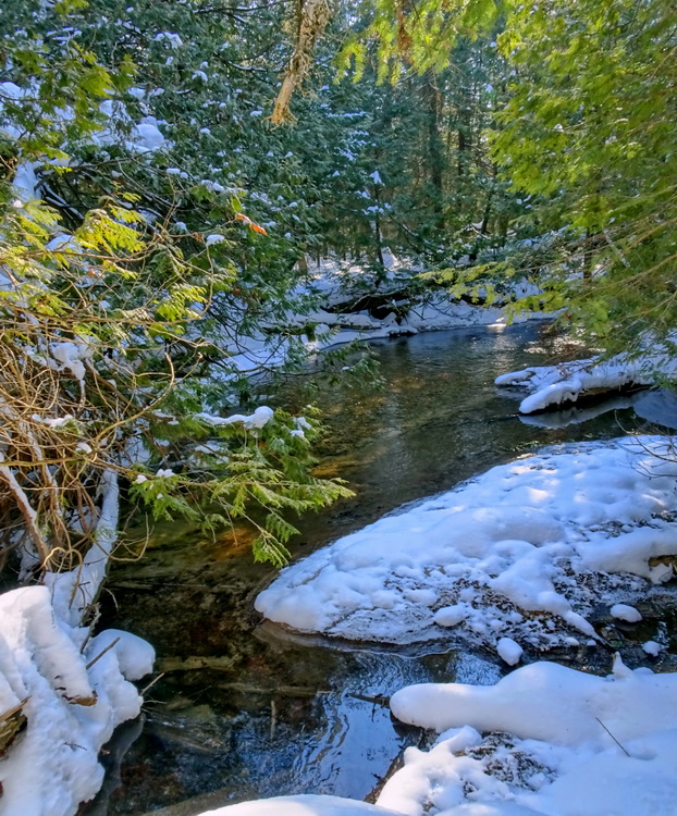 Forest River