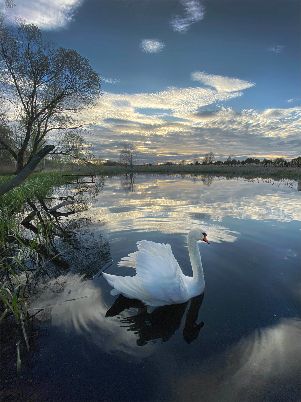 Swan