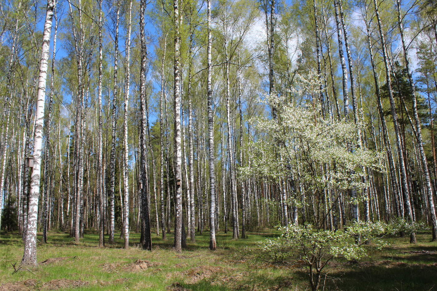 Birch Grove
