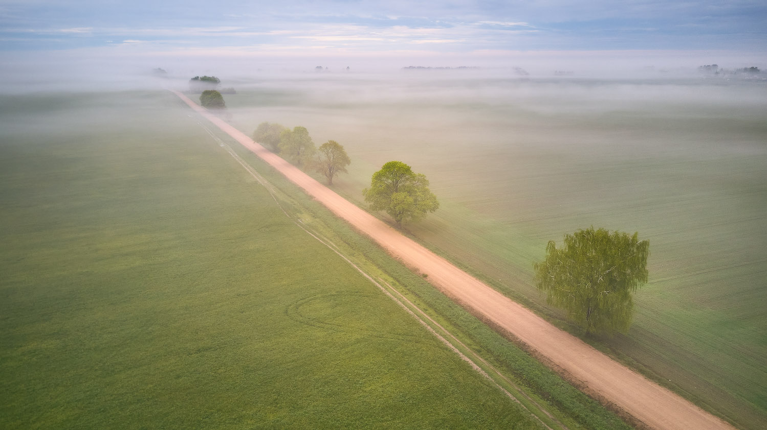 Foggy spring road