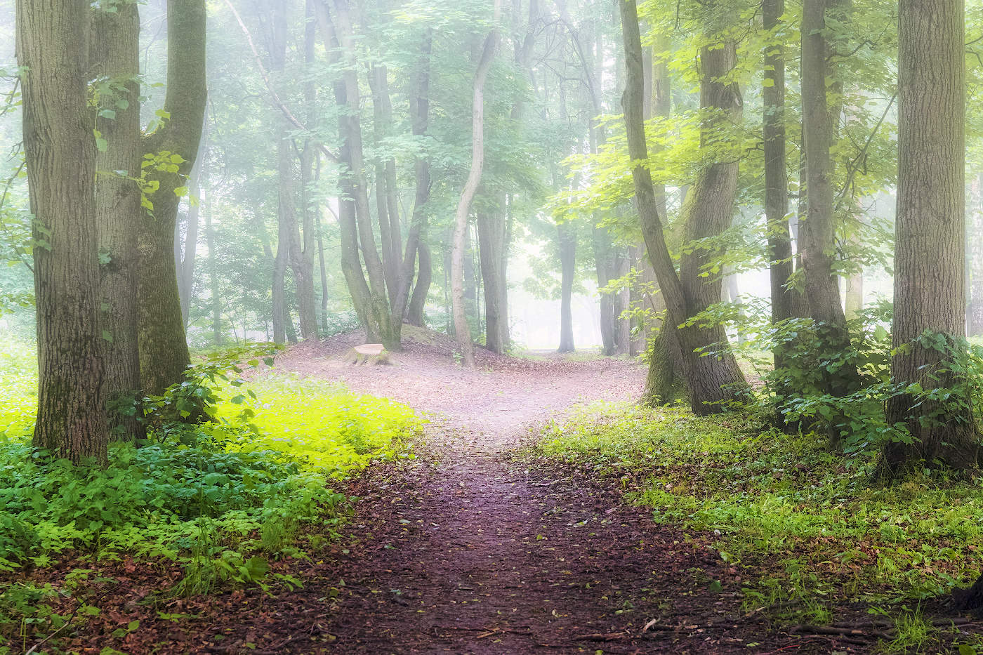 In the misty haze