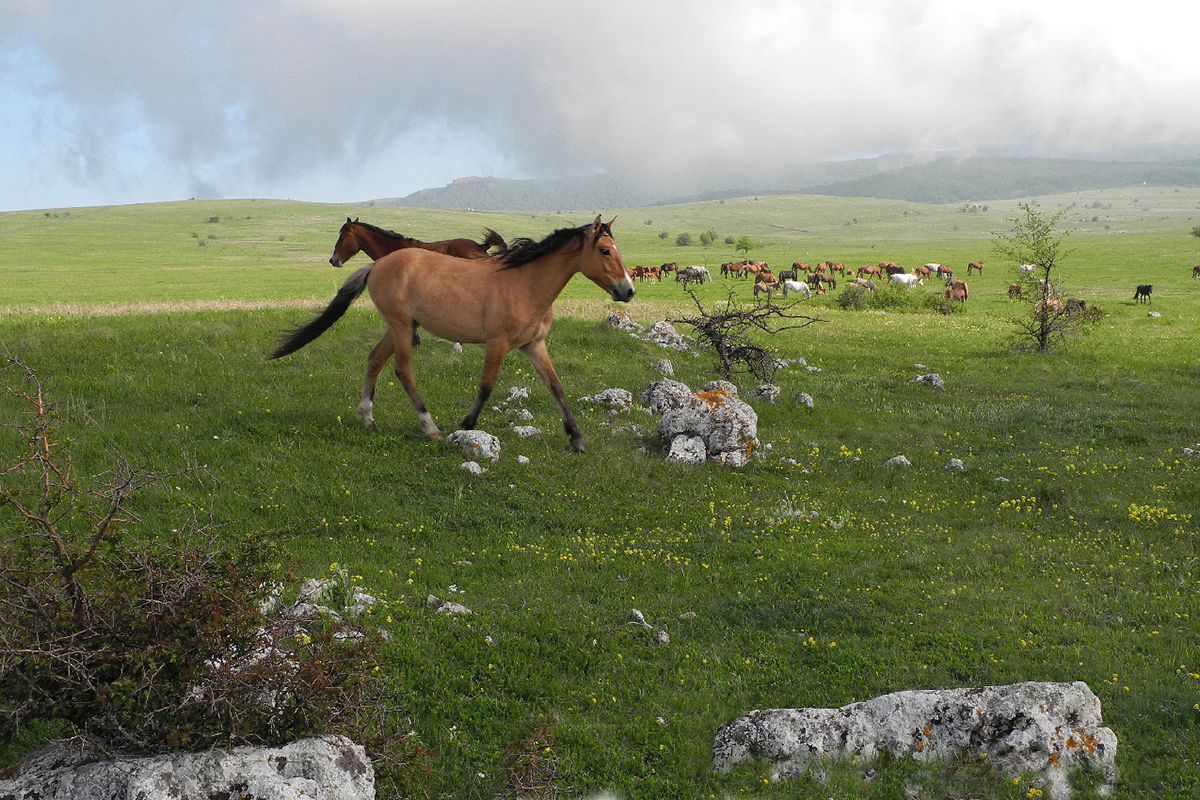 Highlands