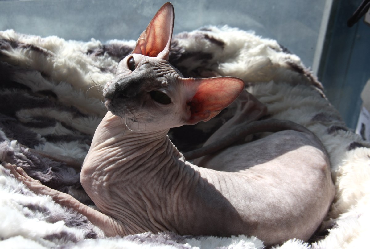 Sphinx