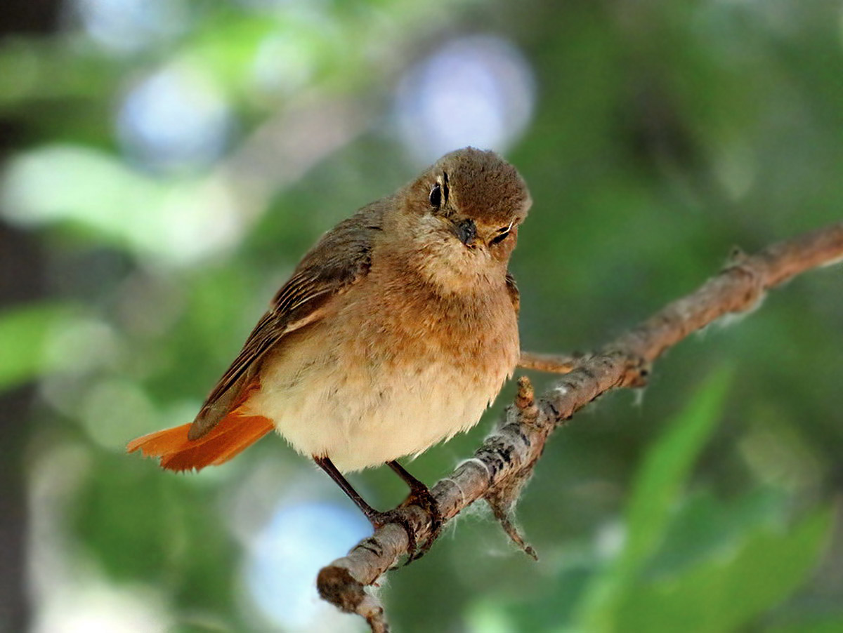 redstart