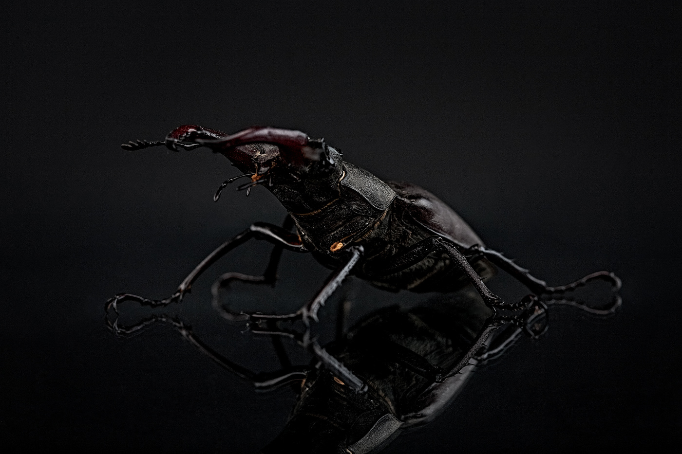 Stag-beetle