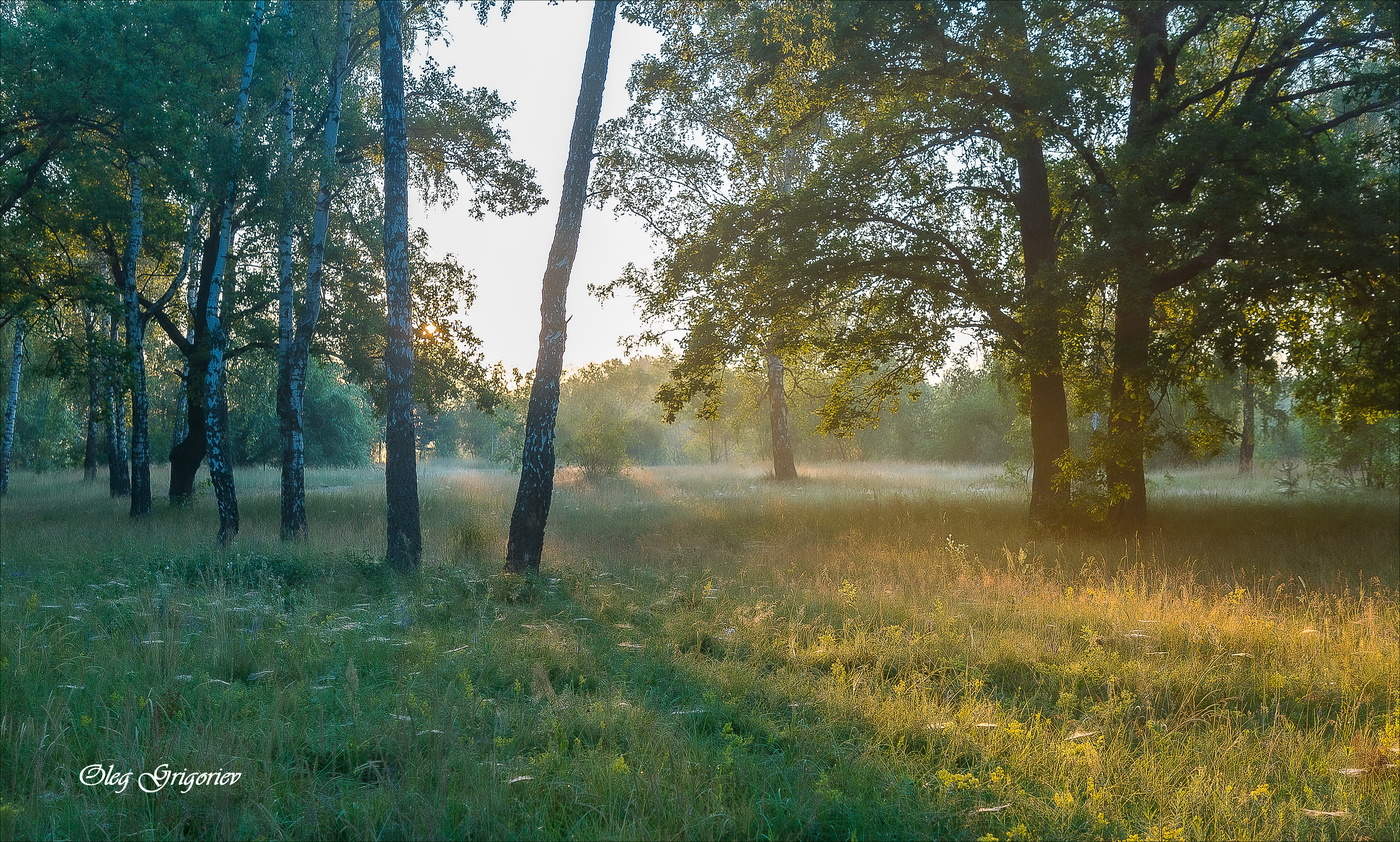 Morning in the forest.