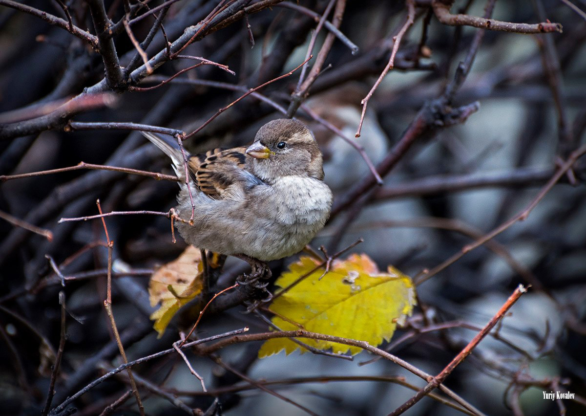 Sparrow